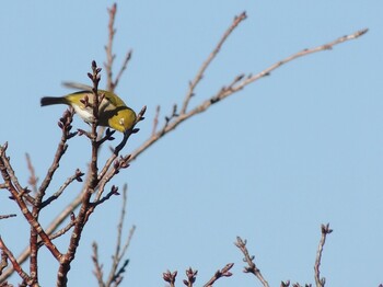 2021年11月26日(金) 葛西臨海公園の野鳥観察記録