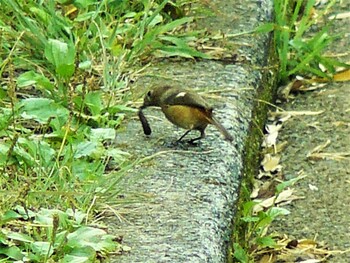 2021年11月2日(火) 裾野の野鳥観察記録