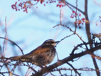 2021年11月27日(土) 八ヶ岳ふれあい公園の野鳥観察記録
