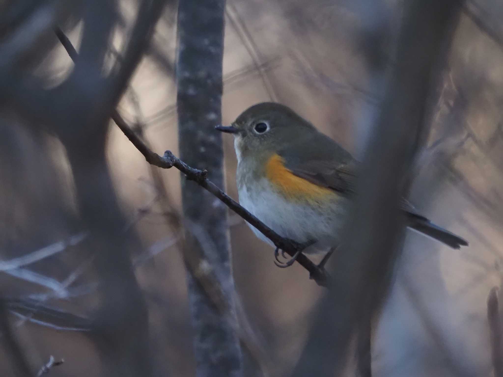 Photo of Red-flanked Bluetail at 八ヶ岳ふれあい公園 by 日根野 哲也