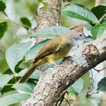 ノドジロカンムリヒヨドリ Nam Nao National Park 2021年11月18日(木)