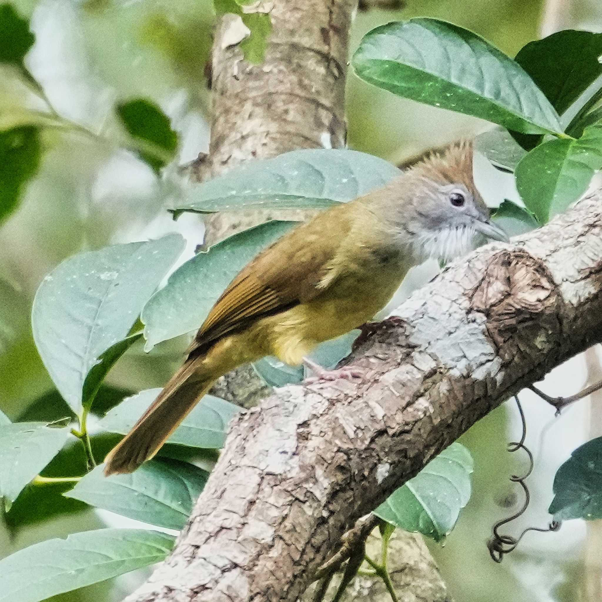 Nam Nao National Park ノドジロカンムリヒヨドリの写真 by span265