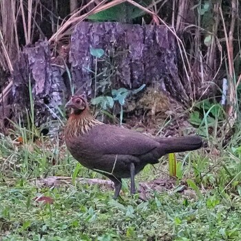 セキショクヤケイ Nam Nao National Park 2021年11月18日(木)