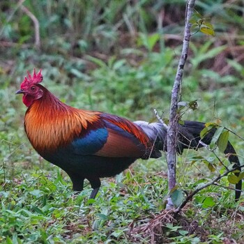 セキショクヤケイ Nam Nao National Park 2021年11月18日(木)