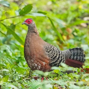 Siamese Fireback Nam Nao National Park Thu, 11/18/2021