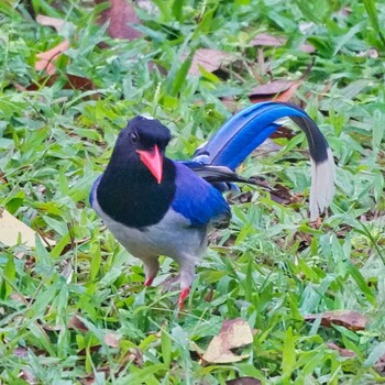 サンジャク Nam Nao National Park 2021年11月18日(木)