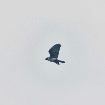 Black Baza Nam Nao National Park Thu, 11/18/2021