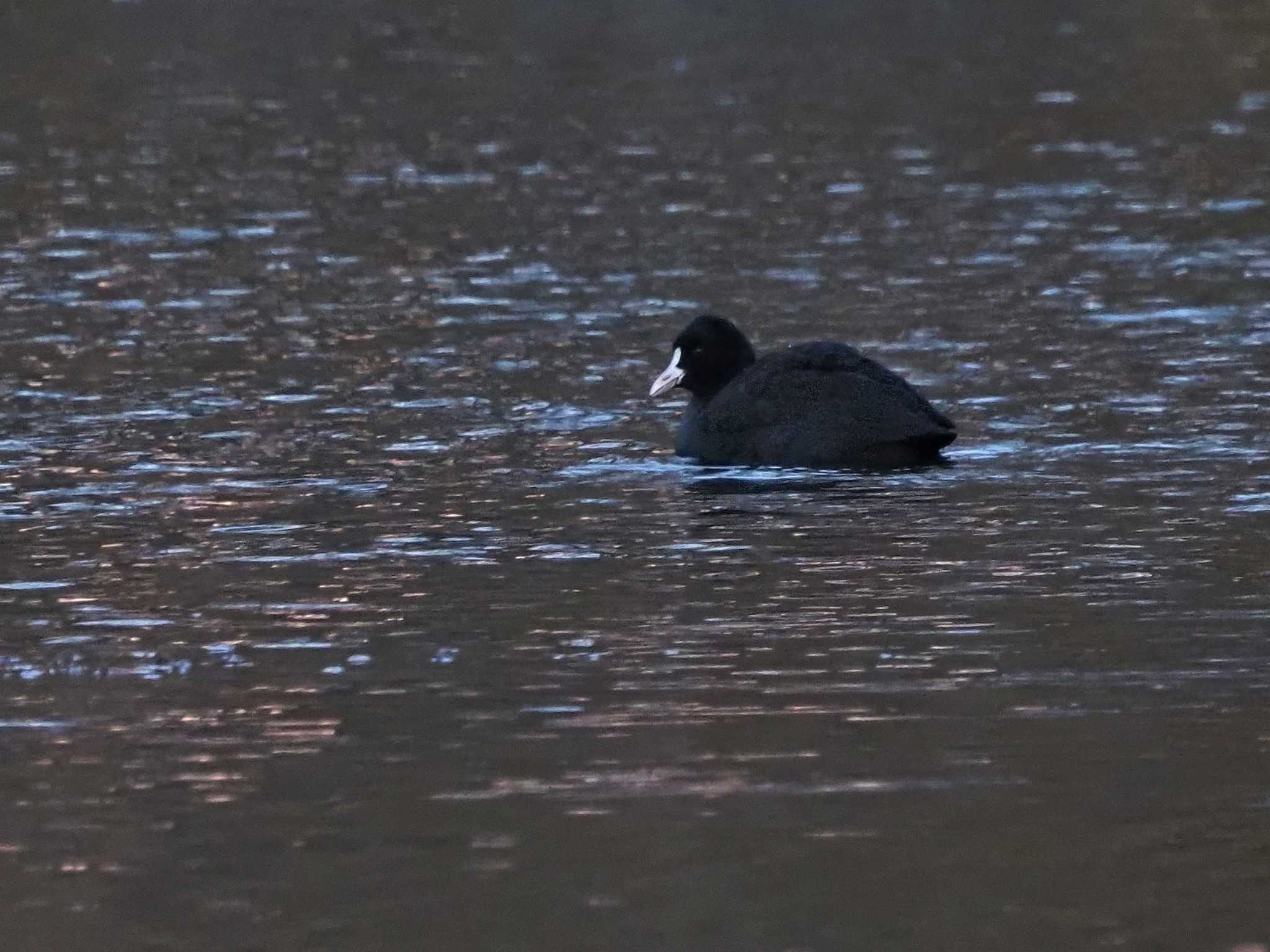 Photo of Eurasian Coot at 八ヶ岳ふれあい公園 by 日根野 哲也