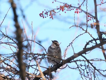 ツグミ 八ヶ岳ふれあい公園 2021年11月27日(土)