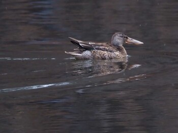 2021年11月27日(土) 山梨県北杜市井富湧水の野鳥観察記録