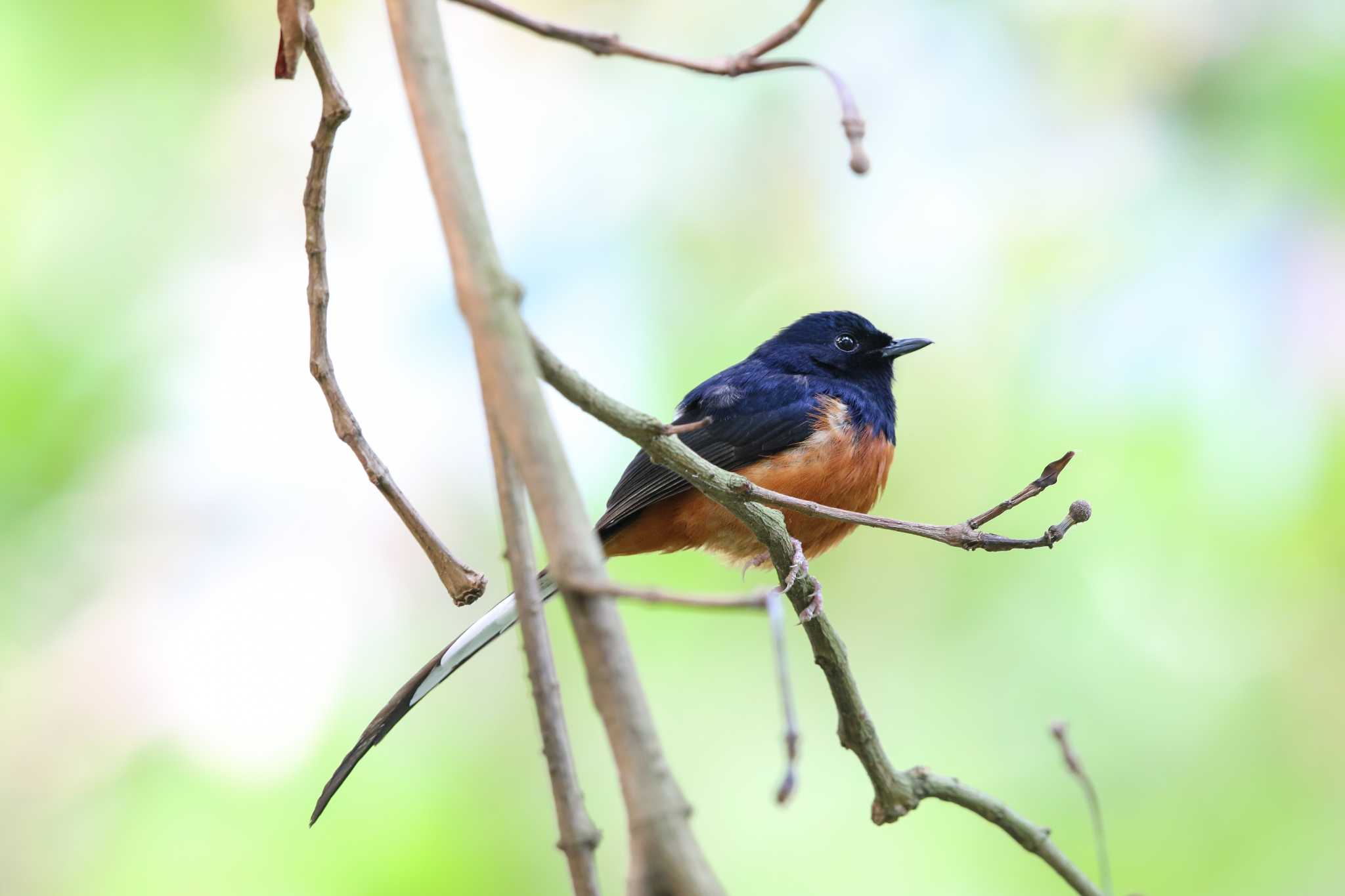 アカハラシキチョウ