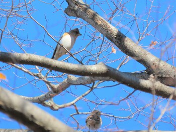 2021年11月27日(土) 昭和記念公園の野鳥観察記録