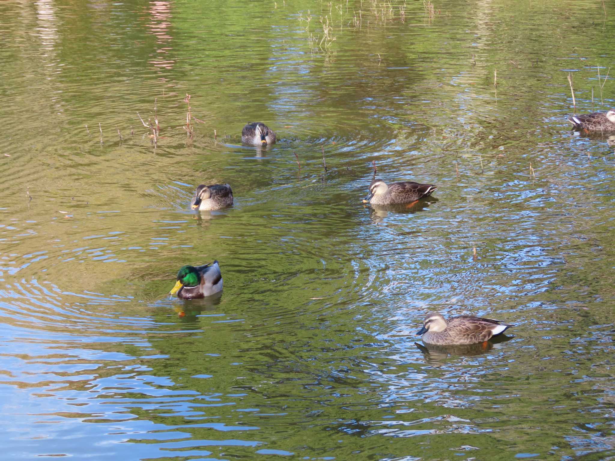 昭和記念公園 マガモの写真 by のぐち