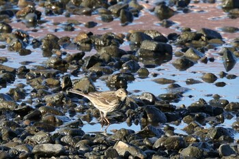 Water Pipit 猪名川 Sun, 11/28/2021