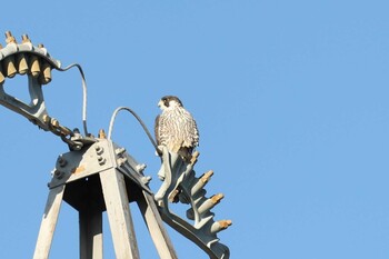 Peregrine Falcon 猪名川 Sun, 11/28/2021