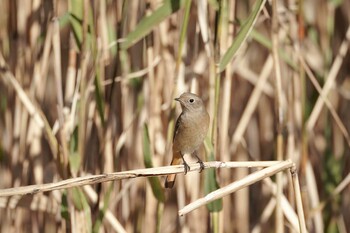 2021年11月26日(金) 葛西臨海公園の野鳥観察記録