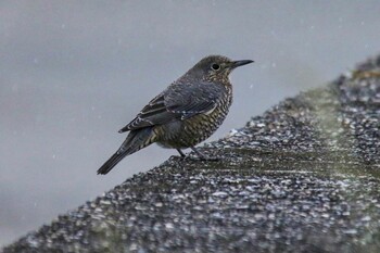 Blue Rock Thrush 尾津干拓地(山口県岩国市) Sat, 11/27/2021