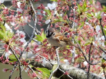 Eurasian Tree Sparrow 市ヶ谷 Fri, 4/14/2017