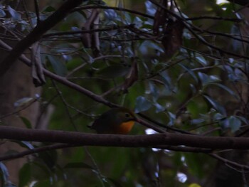 Red-billed Leiothrix 四ツ池公園 Sun, 11/28/2021