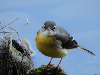 Grey Wagtail 四ツ池公園 Sun, 11/28/2021