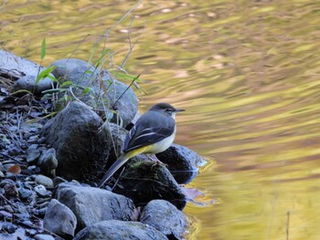 Grey Wagtail 四ツ池公園 Sun, 11/28/2021