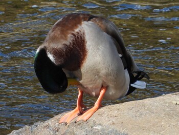 2021年11月28日(日) 山口県の野鳥観察記録