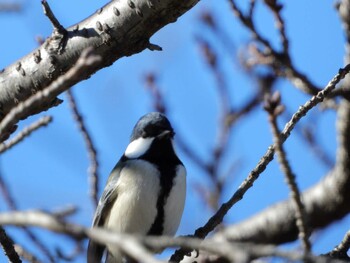 Japanese Tit 四ツ池公園 Sun, 11/28/2021