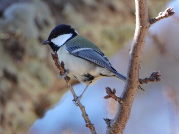 Japanese Tit 四ツ池公園 Sun, 11/28/2021