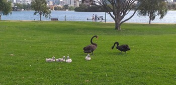 Black Swan Albert park Sat, 11/27/2021