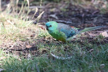 ビセイインコ Royal park 2021年11月28日(日)