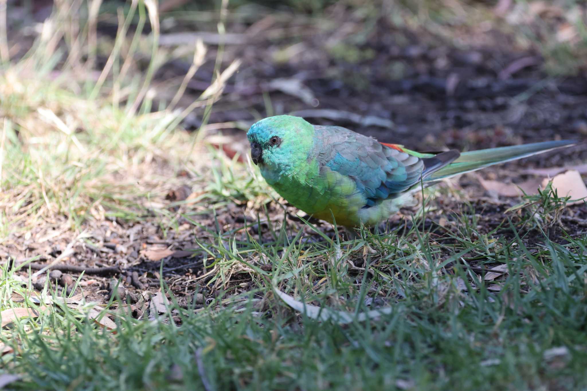 Royal park ビセイインコの写真 by Mororo