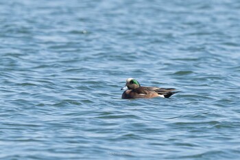 2021年11月21日(日) 大津漁港(中津郡豊頃町)の野鳥観察記録