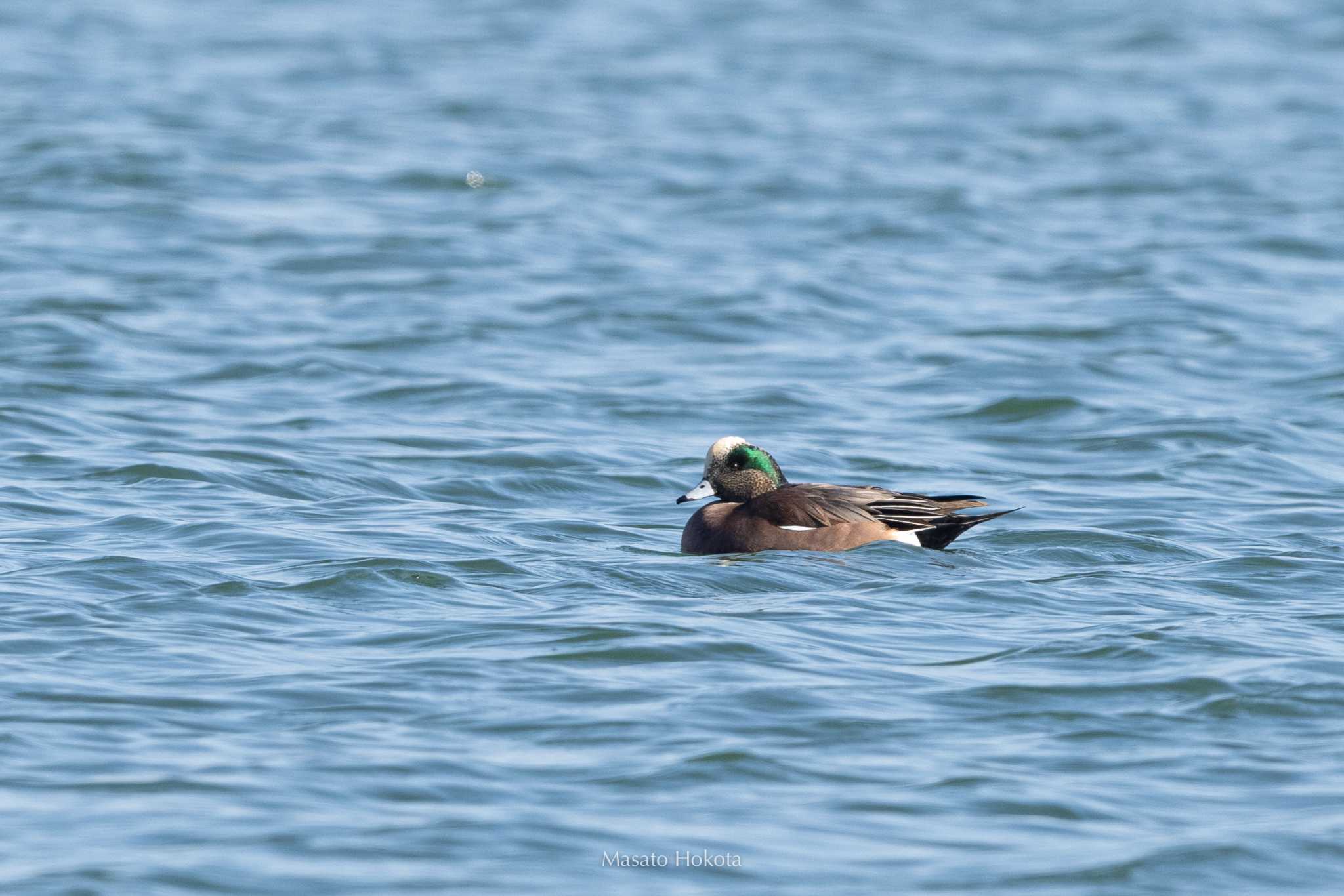 Photo of American Wigeon at 大津漁港(中津郡豊頃町) by Trio