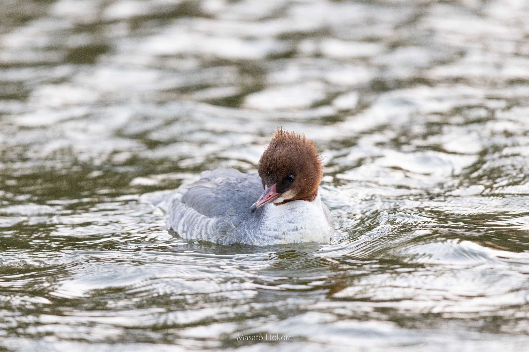 Photo of Common Merganser at 緑ヶ丘公園(帯広市) by Trio