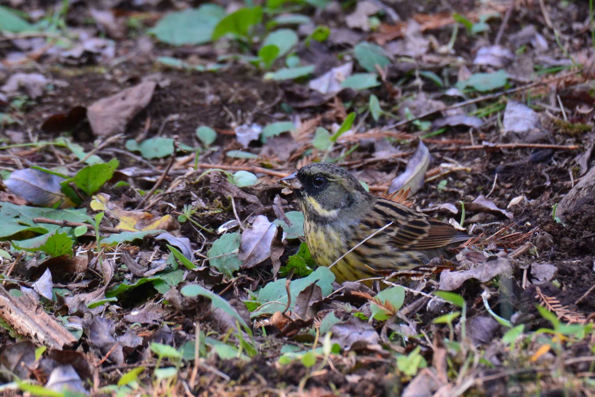 Photo of Masked Bunting at 神代植物公園 by geto
