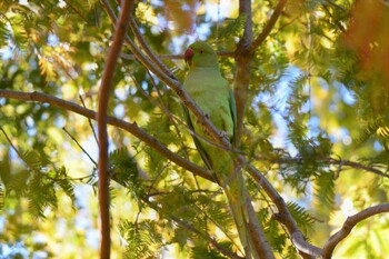 ワカケホンセイインコ 神代植物公園 2021年11月16日(火)