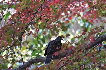 2021年11月19日(金) 神代植物公園の野鳥観察記録