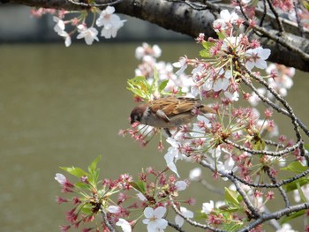 Eurasian Tree Sparrow 市ヶ谷 Fri, 4/14/2017