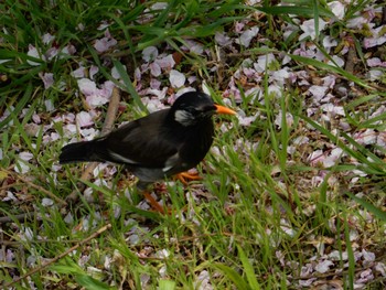 2017年4月14日(金) 市ヶ谷の野鳥観察記録