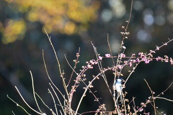 シジュウカラ 神代植物公園 2021年11月27日(土)