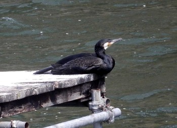 カワウ 飯田橋 2017年4月14日(金)