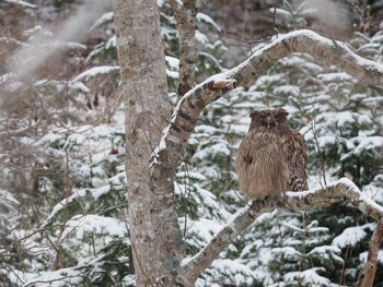 Blakiston's Fish Owl 知床 Fri, 11/26/2021