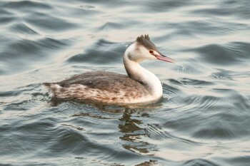 Sat, 11/20/2021 Birding report at 千波湖公園