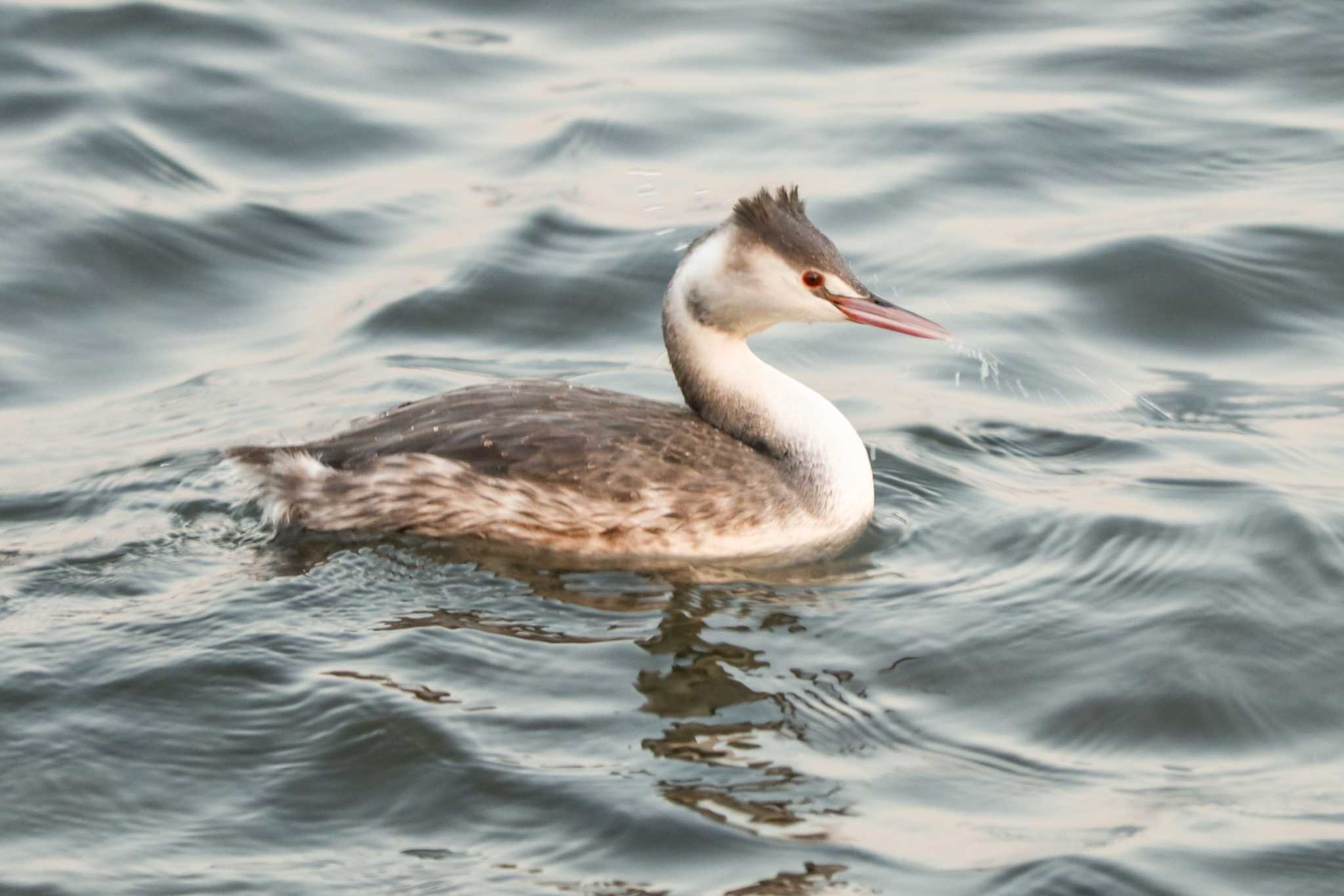 Great Crested Grebe