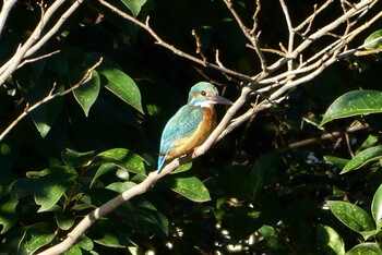 カワセミ 都立浮間公園 2021年11月28日(日)