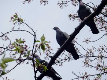 Rock Dove 飯田橋 Fri, 4/14/2017