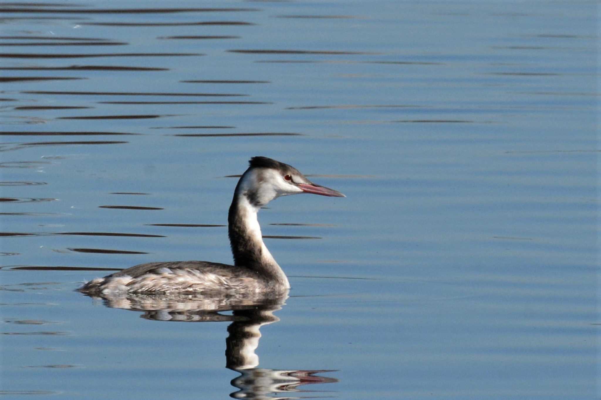 Photo of Great Crested Grebe at 多摩川二ヶ領上河原堰 by geto