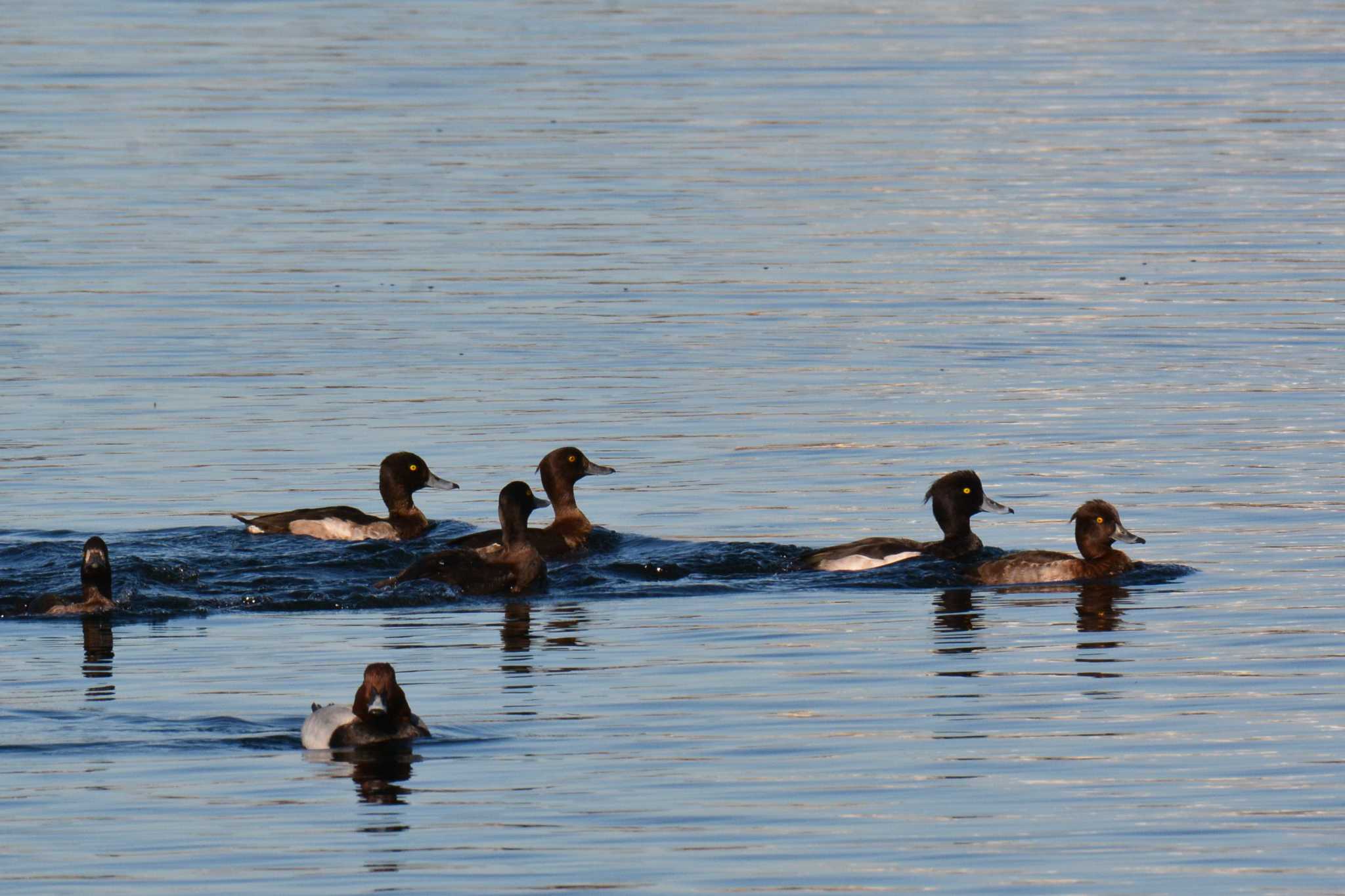 Photo of Tufted Duck at 多摩川二ヶ領上河原堰 by geto