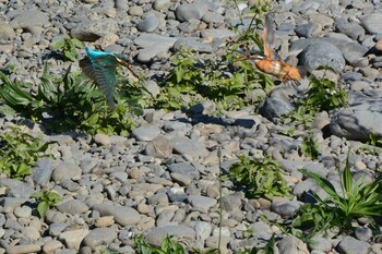 2021年11月15日(月) 多摩川二ヶ領上河原堰の野鳥観察記録