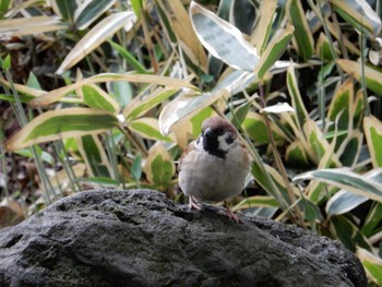 Eurasian Tree Sparrow Koishikawa Korakuen Fri, 4/14/2017